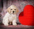 Valentine puppy Royalty Free Stock Photo