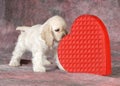 Valentine puppy Royalty Free Stock Photo