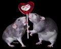 Valentine Rats