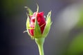 Red rose bud