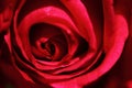 Valentine Red Rose. Close-up. Royalty Free Stock Photo