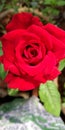 Valentine Red rose Rosaceae family Royalty Free Stock Photo