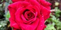 Valentine Red rose with water drops Royalty Free Stock Photo