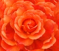 Valentine rose Royalty Free Stock Photo