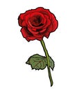 Valentine Rose