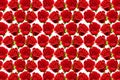 Valentine roses pattern