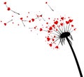 Valentine`s background with love dandelion. Royalty Free Stock Photo