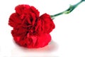 Valentine's carnation Royalty Free Stock Photo