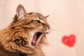 Valentine`s day background. Beautiful fluffy cat funny yawns on a beige background with a red heart, close-up. Greeting card