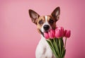 Valentine\'s Day background teeth pink card bouquet holding tulips Birthday Day Spring Wedding Dog Women\'s Royalty Free Stock Photo