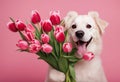 Valentine\'s Day background teeth pink card bouquet holding tulips Birthday Day Spring Wedding Dog Women\'s Royalty Free Stock Photo