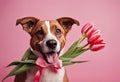 Valentine\'s Day background teeth pink card bouquet holding tulips Birthday Day Spring Wedding Dog Women\'s Royalty Free Stock Photo