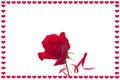 Valentine`s Day. Beautiful background with red bright rose with red ribbon in frame with red hearts on white background
