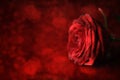 Valentine`s Day. Red rose on defocused background. Royalty Free Stock Photo