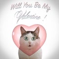 Valentine`s day card with funny cat and heart on white background with will you be my valentine inscription