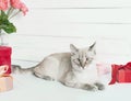 Valentine`s day cat greeting card. Bouquet of flowers roses. Mother`s day congratulations. Happy birthday template. Wedding Royalty Free Stock Photo