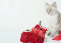 Valentine`s day cat greeting card. Bouquet of flowers roses. Mother`s day congratulations. Happy birthday template. Wedding Royalty Free Stock Photo