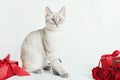 Valentine`s day cat greeting card. Bouquet of flowers roses. Mother`s day congratulations. Happy birthday template. Wedding Royalty Free Stock Photo