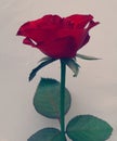 Valentine Red Rose