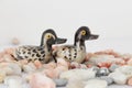 Valentine`s day concept. Couple in love, just married or honeymoon concept. Couple of stone mandarin ducks toy. Royalty Free Stock Photo