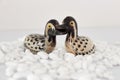 Valentine`s day concept. Couple in love, just married or honeymoon concept. Couple of stone mandarin ducks toy. Royalty Free Stock Photo