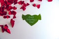 Valentine`s day concept. Green paper heart with wings and congratulation and red hearts on white background. Royalty Free Stock Photo