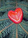 Red heart shaped paprika on a pine tree - symbol of love.