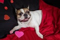 Valentine`s Day French Bulldog