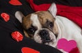 Valentine`s Day French Bulldog