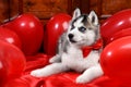 Valentine`s day husky puppy on a texture background.