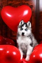 Valentine`s day husky puppy on a texture background.