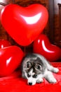 Valentine`s day husky puppy on a texture background.