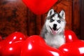 Valentine`s day husky puppy on a texture background.