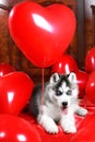 Valentine`s day husky puppy on a texture background.
