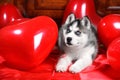 Valentine`s day husky puppy on a texture background.