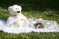 Valentine`s Day and love, plush bears for lovers and a meadow full of daisies