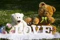 Valentine`s Day and love, plush bears for lovers and a meadow full of daisies