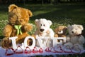 Valentine`s Day and love, plush bears for lovers and a meadow full of daisies