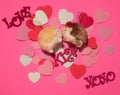 Valentine`s day love, xoxo, kiss and hamster pink background Royalty Free Stock Photo