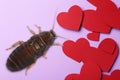 Valentine`s Day Promotion Name Roach - QUIT BUGGING ME. Cockroach and paper hearts on lilac background, flat lay