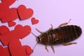 Valentine`s Day Promotion Name Roach - QUIT BUGGING ME. Cockroach and red paper hearts on lilac background, flat lay