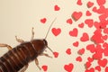 Valentine`s Day Promotion Name Roach - QUIT BUGGING ME. Cockroach and small paper hearts on beige background, flat lay