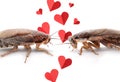 Valentine`s Day Promotion Name Roach - QUIT BUGGING ME. Cockroaches and small paper hearts on white background, closeup