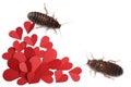 Valentine`s Day Promotion Name Roach - QUIT BUGGING ME. Cockroaches and small paper hearts on white background, flat lay