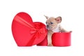 Valentine\'s day puppy. French Bulldog dog peeking out of red heart shaped gift box Royalty Free Stock Photo