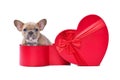 Valentine`s day puppy. Lilac red fawn French Bulldog dog peeking out of red heart shaped gift box Royalty Free Stock Photo