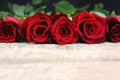 Valentine`s Day Roses in a Line on Rustic Wooden Background