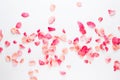 Valentine`s Day. Rose flowers petals on white background. Valentines day background. Flat lay, top view, copy space