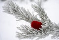 On Valentine`s day, a scarlet heart lies on a pine branch in the frost and snow
