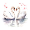 Valentine's Day Wedding White Swans watercolor vector Royalty Free Stock Photo